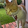 Rio a rejoint le concours — aidez-le/la à gagner de superbes lots ! cat, orange_cat, white_cat, pet, animal, standing, window, window_frame, indoors, outdoors, garden, grass, brick_path, greenery, backyard, collar, red_accessory, alert, close_up, daylight