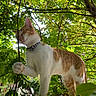 Rio participe au concours pour gagner de l'argent avec cette photo : cat, orange_and_white_cat, pet, feline, animal, outdoor, garden, foliage, leaves, tree, branches, nature, sunlight, standing, walking, raised_paw, collar, heart_pattern, closeup, botanical_background