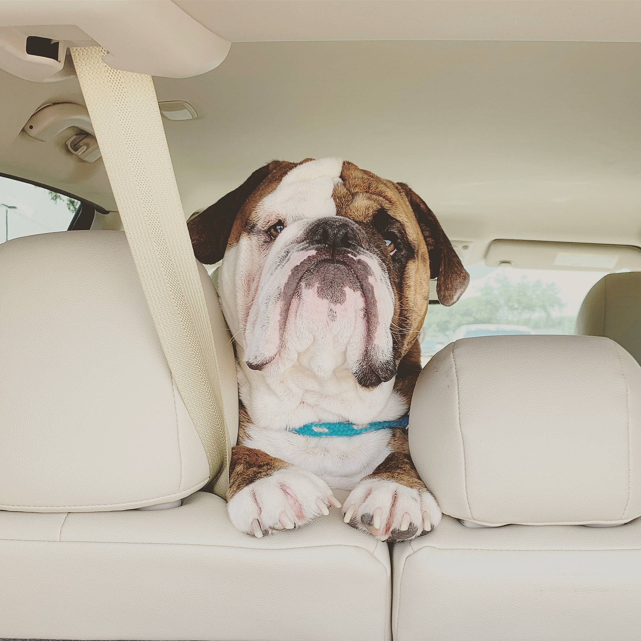 Melo is registered to the contest to win money with this photo: american_bulldog, australian_bulldog, british_bulldogs, bulldog, canidae, carnivore, companion_dog, dog, dog_breed, mammal, non_sporting_group, old_english_bulldog, olde_english_bulldogge, puppy, room, snout, sporting_group, toy_bulldog, toy_dog, white_english_bulldog