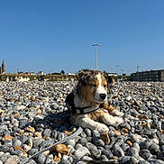 Mayko a rejoint le concours — aidez-le/la à gagner de superbes lots ! puppy, dog, pebbles, beach, outdoor, wet, leash, harness, sky, blue_sky, sunny, relaxed, close_up, animal, nature, town, buildings, daytime, resting, cute