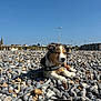 puppy, dog, pebbles, beach, outdoor, wet, leash, harness, sky, blue_sky, sunny, relaxed, close_up, animal, nature, town, buildings, daytime, resting, cute