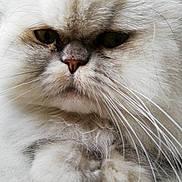 Osiris a rejoint le concours — aidez-le/la à gagner de superbes lots ! cat, persian_cat, fluffy, white_fur, close_up, whiskers, pet, animal, feline, portrait, face, fur, expression, indoor, cute, domestic_animal, mammal, long_hair, nose, eyes