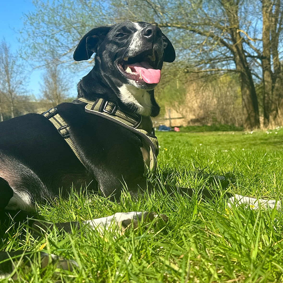 Tyson participe au concours pour gagner de l'argent avec cette photo : animal, black_and_white, blue_sky, canine, collar, daylight, dog, ears, grass, happy, leisure, muzzle, nature, outdoor, pet, playful, relaxed, sunny, tongue_out, trees