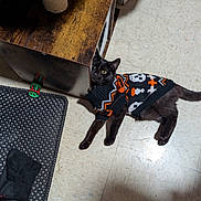 Binx joined the competition — help win amazing prizes! cat, black_cat, sweater, halloween_theme, skull_pattern, pumpkin_pattern, floor, tile_floor, scratching_post, wooden_furniture, sock, indoor, pet, curious, animal, cute, cozy, costume, lying_down, domestic_cat