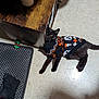 cat, black_cat, sweater, halloween_theme, skull_pattern, pumpkin_pattern, floor, tile_floor, scratching_post, wooden_furniture, sock, indoor, pet, curious, animal, cute, cozy, costume, lying_down, domestic_cat