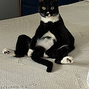 Grassy joined the competition — help win amazing prizes! animal, bed, black_and_white, cat, clock, cozy, cute, dressed_cat, dresser, furniture, home, indoor, looking_at_camera, mattress, pet, relaxed, room, sitting, tuxedo_cat, wide_eyes