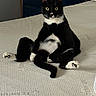 animal, bed, black_and_white, cat, clock, cozy, cute, dressed_cat, dresser, furniture, home, indoor, looking_at_camera, mattress, pet, relaxed, room, sitting, tuxedo_cat, wide_eyes