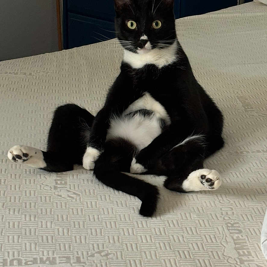 Grassy joined the competition — help win amazing prizes! animal, bed, black_and_white, cat, clock, cozy, cute, dressed_cat, dresser, furniture, home, indoor, looking_at_camera, mattress, pet, relaxed, room, sitting, tuxedo_cat, wide_eyes