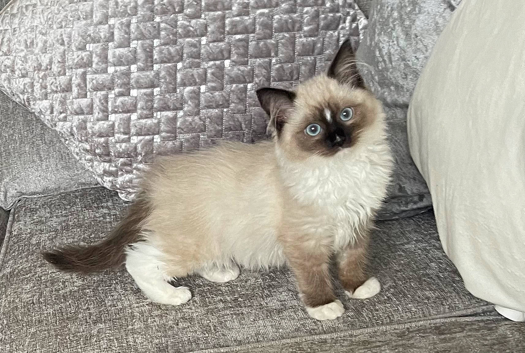 Millie Moo Moo is registered to the contest to win money with this photo: birman, carnivore, cat, claw, fawn, felidae, fur, siamese, small_to_medium_sized_cats, snout, tail, terrestrial_animal, whiskers