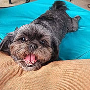 Coco is registered to the contest to win money with this photo: dog, small_dog, pet, happy, smiling, tongue_out, lying_down, black_and_gray, fur, cute, indoors, cushion, blue_cushion, fabric, close_up, animal, friendly, playful, companion, canine