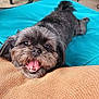 dog, small_dog, pet, happy, smiling, tongue_out, lying_down, black_and_gray, fur, cute, indoors, cushion, blue_cushion, fabric, close_up, animal, friendly, playful, companion, canine