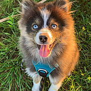 Naïko participe au concours pour gagner de l'argent avec cette photo : accessories, animal, bodypart, canine, cockerspaniel, dog, grass, herbal, herbs, husky, lawn, leash, mouth, papillon, person, pet, plant, puppy, strap, tongue