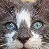 Gribouille participe au concours pour gagner de l'argent avec cette photo : cat, close_up, face, blue_eyes, whiskers, fur, animal, pet, portrait, mammal, cute, feline, nose, ears, looking_at_camera, detailed, macro, expression, soft_light, indoor