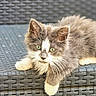 kitten, cat, feline, pet, animal, gray, white, fur, whiskers, green_eyes, outdoor, wicker_chair, relaxed, looking, close_up, cute, young, mammal, paw, resting