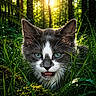 Gribouille a rejoint le concours — aidez-le/la à gagner de superbes lots ! cat, close_up, animal, blue_eyes, gray_fur, white_fur, grass, greenery, sunlight, forest, nature, outdoor, whiskers, ears, muzzle, wildlife, pet, daylight, moss, portrait