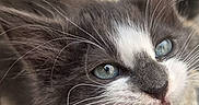 Gribouille a rejoint le concours — aidez-le/la à gagner de superbes lots ! kitten, cat, close_up, blue_eyes, whiskers, mouth_open, teeth, fur, pet, animal, cute, young, gray_fur, white_fur, nose, tongue, portrait, indoor, feline, expressive