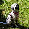 dog, puppy, pink_harness, grass, flowers, greenery, outdoor, sunlight, sitting, cute, spotted, pet, nature, young_dog, canine, garden, summer, animal, leisure, daytime