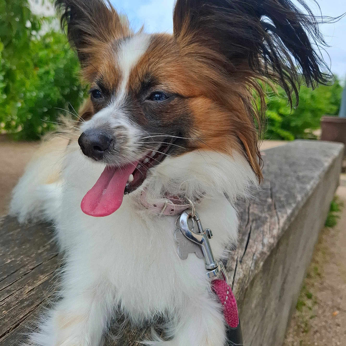 Uhiana participe au concours pour gagner de l'argent avec cette photo : animal, bench, closeup, collar, dog, ears, fur, greenery, happy, leash, nature, outdoor, papillon, pet, playful, portrait, sky, tongue, tongue_out, wood