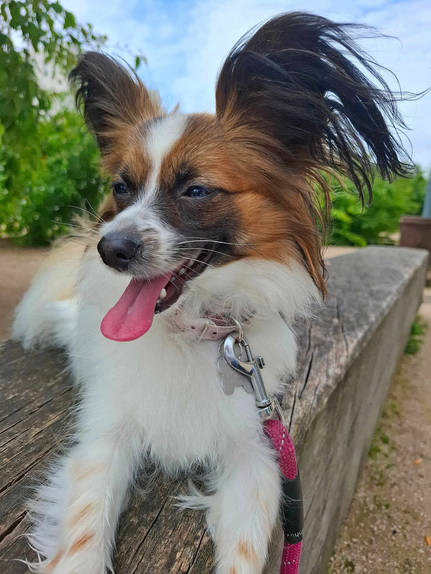 Uhiana participe au concours pour gagner de l'argent avec cette photo : animal, bench, closeup, collar, dog, ears, fur, greenery, happy, leash, nature, outdoor, papillon, pet, playful, portrait, sky, tongue, tongue_out, wood