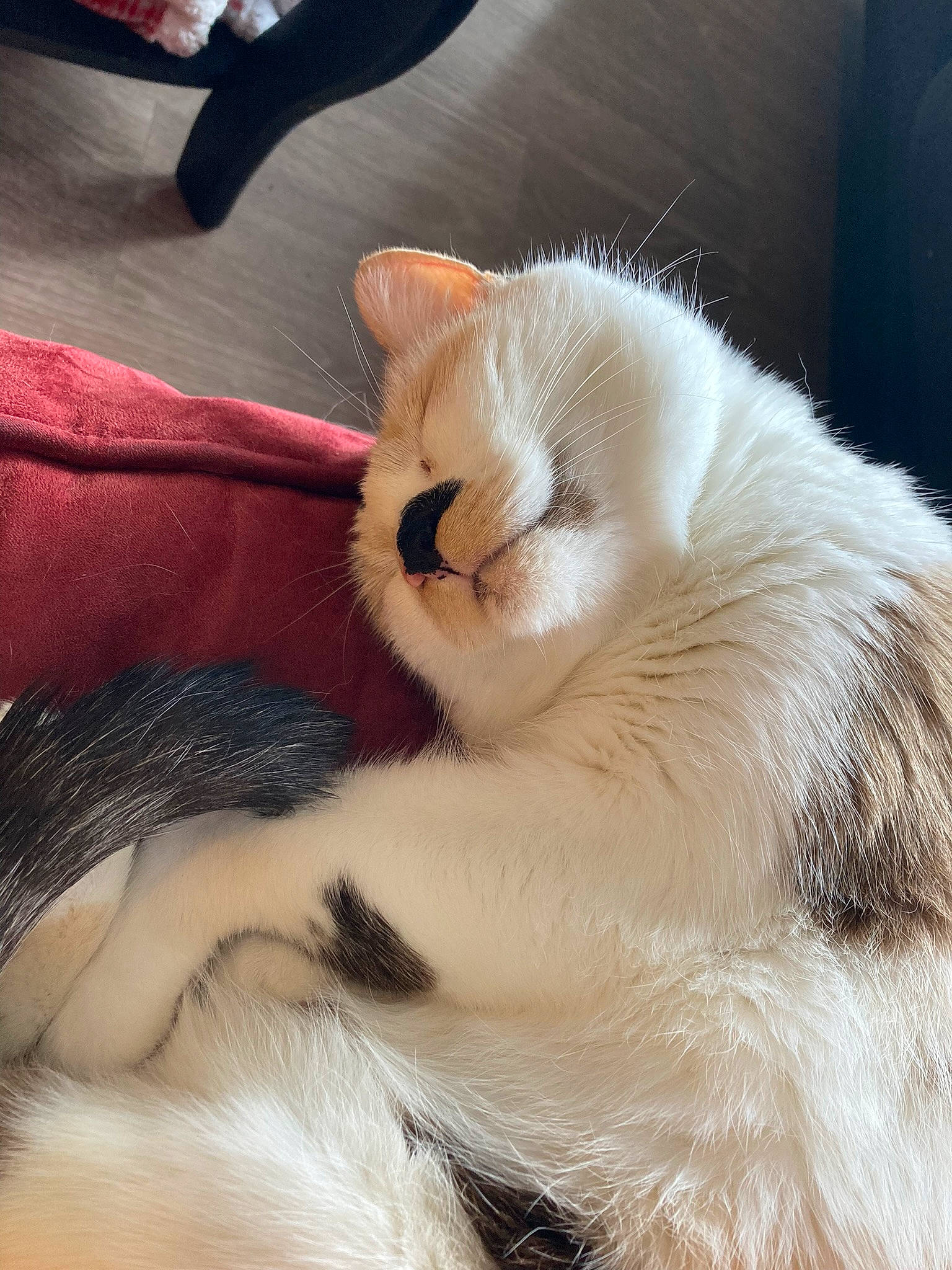 Fiddlesticks joined the competition — help win amazing prizes! canidae, carnivore, cat, claw, comfort, companion_dog, domestic_short_haired_cat, fawn, felidae, foot, fur, nap, paw, sleep, small_to_medium_sized_cats, tail, whiskers