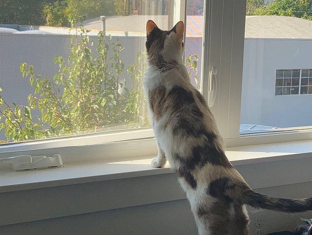 Fiddlesticks is registered to the contest to win money with this photo: carnivore, cat, domestic_short_haired_cat, door, felidae, fixture, fur, grass, house, paw, plant, small_to_medium_sized_cats, snout, tail, tree, whiskers, window, windshield