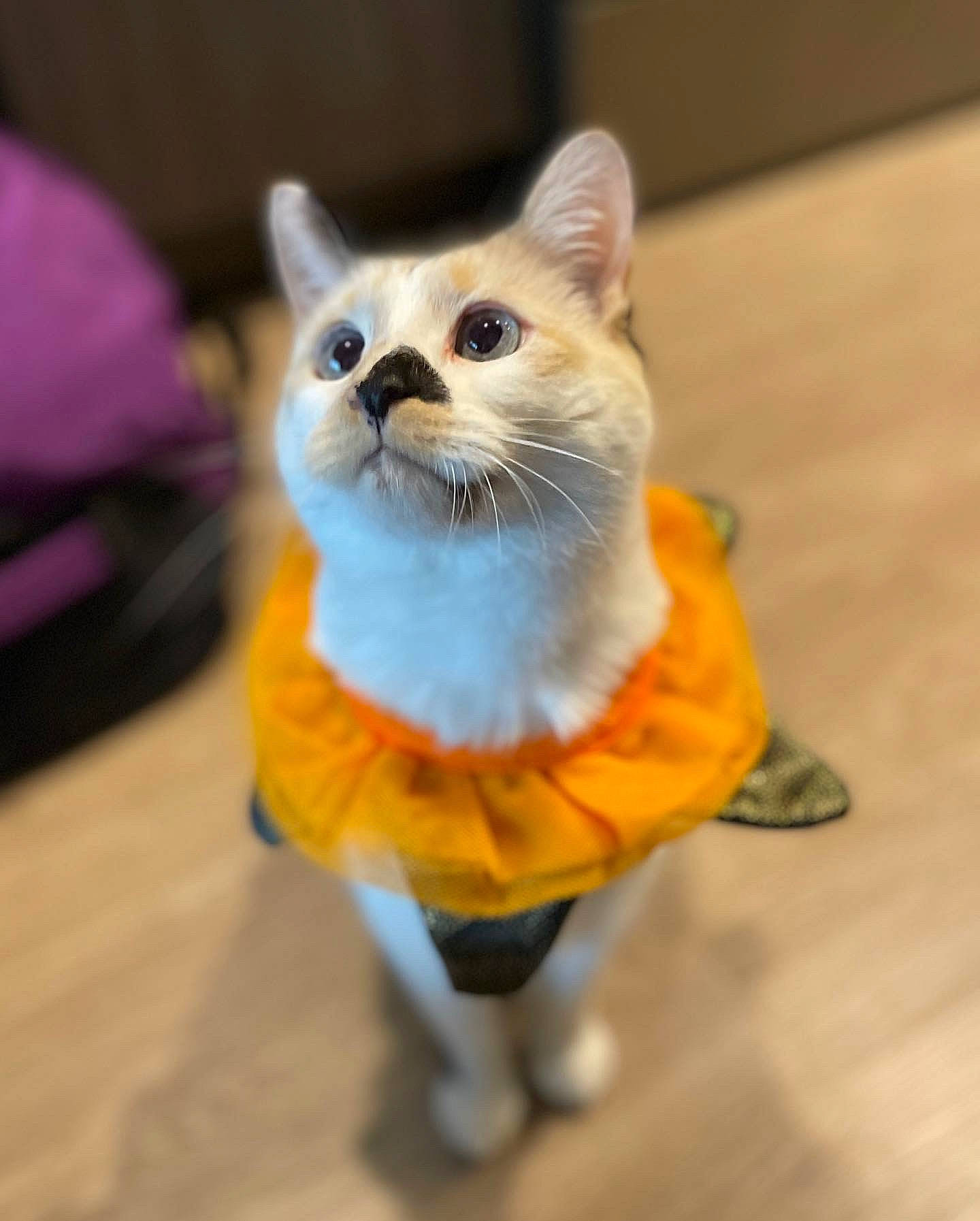 Fiddlesticks joined the competition — help win amazing prizes! carnivore, cat, cat_supply, claw, collar, domestic_short_haired_cat, electric_blue, fawn, felidae, flooring, fur, hardwood, paw, pet_supply, small_to_medium_sized_cats, snout, tail, toy, whiskers, wood