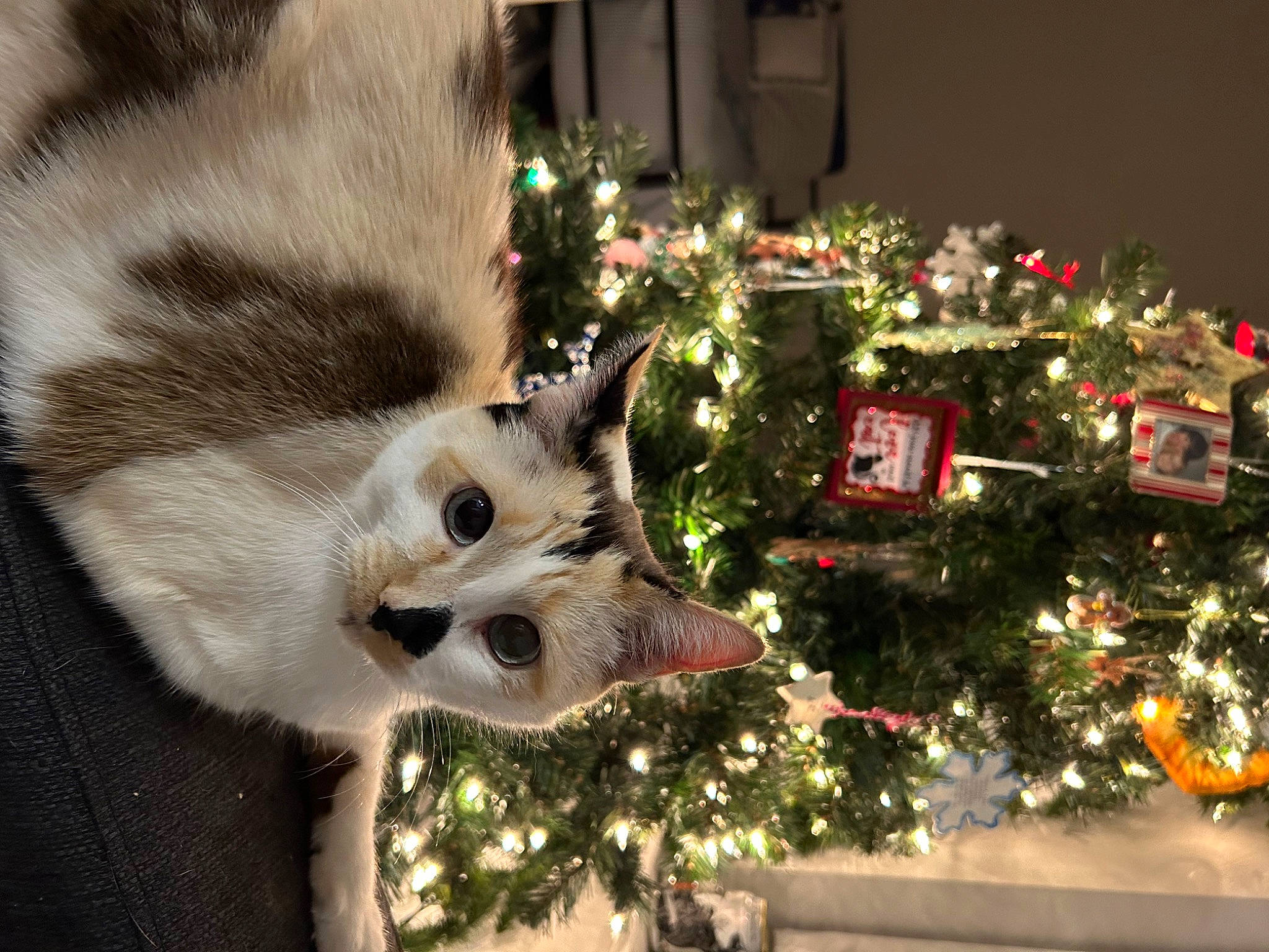 Fiddlesticks is registered to the contest to win money with this photo: carnivore, cat, christmas, christmas_decoration, christmas_ornament, christmas_tree, domestic_short_haired_cat, event, evergreen, fawn, felidae, fur, holiday, holiday_ornament, ornament, plant, small_to_medium_sized_cats, snout, tree, whiskers