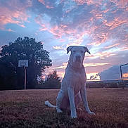 Laska a rejoint le concours — aidez-le/la à gagner de superbes lots ! animal, basketball_hoop, calm, clouds, collar, dog, evening, field, grass, landscape, nature, outdoor, park, pet, scenery, sitting, sky, sunset, tree, twilight