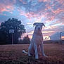 animal, basketball_hoop, calm, clouds, collar, dog, evening, field, grass, landscape, nature, outdoor, park, pet, scenery, sitting, sky, sunset, tree, twilight