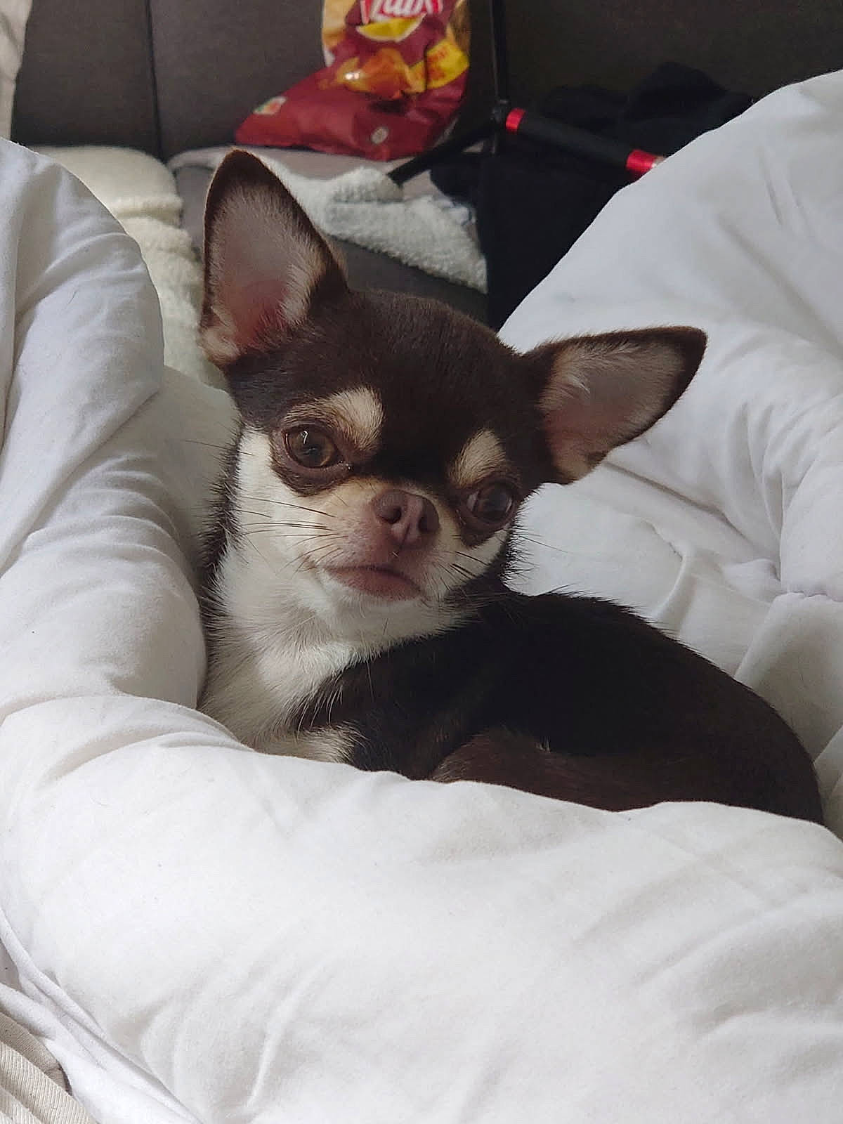 Pretty participe au concours pour gagner de l'argent avec cette photo : animal, blanket, brown_dog, chihuahua, chips_bag, companion, couch, cozy, cute, dog, ears, fur, indoor, living_room, pet, relaxing, resting, small_dog, snack, white_blanket