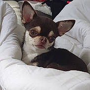 Pretty participe au concours pour gagner de l'argent avec cette photo : animal, blanket, brown_dog, chihuahua, chips_bag, companion, couch, cozy, cute, dog, ears, fur, indoor, living_room, pet, relaxing, resting, small_dog, snack, white_blanket