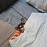 bed, blanket, chihuahua, cozy, cute, dog, duvet, ears, face, home, indoor, pet, pillow, relaxed, resting, sheet, sleeping, small_dog, snout, sofa