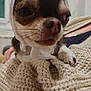 Pretty participe au concours pour gagner de l'argent avec cette photo : animal, blanket, brown_and_white, chihuahua, close_up, cozy, cute, dog, domestic_animal, expression, fur, indoor, knitted_blanket, paw, pet, resting, sleepy, small_dog, whiskers, white_cloth