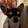 dog, chihuahua, pet, close_up, ears, eyes, fleece_jacket, hand, indoor, wall, painting, colorful_art, portrait, animal, cute, small_dog, furry, snout, whiskers, expression