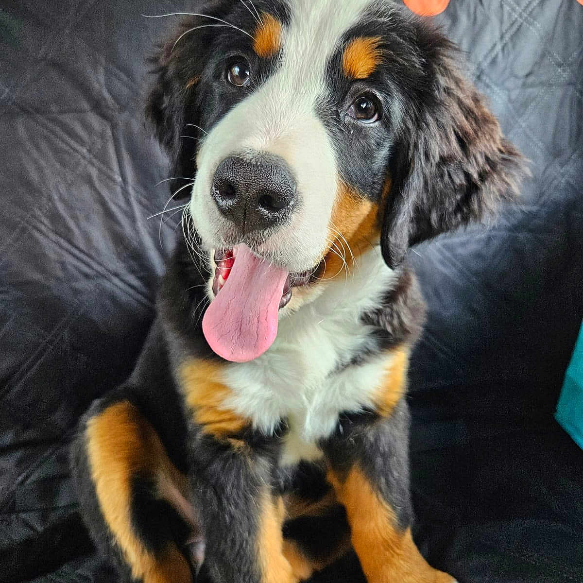 Vegas a rejoint le concours — aidez-le/la à gagner de superbes lots ! animal, appenzeller, ball, bodypart, canine, couch, cushion, dog, football, furniture, homedecor, hound, mouth, person, pet, puppy, soccer, soccerball, sport, tongue