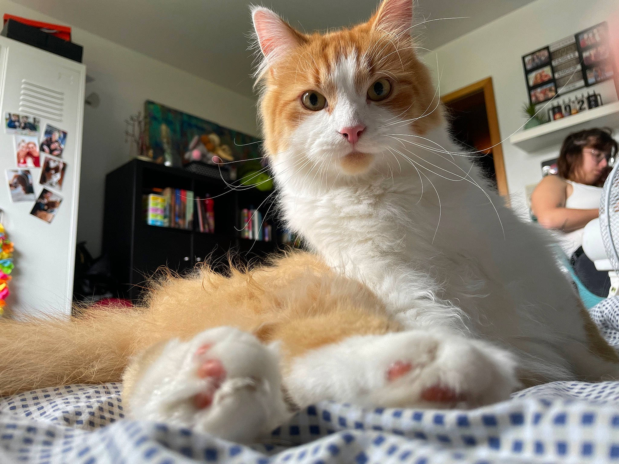 Elvis participe au concours pour gagner de l'argent avec cette photo : bookcase, carnivore, cat, claw, comfort, domestic_short_haired_cat, fawn, felidae, fur, linens, paw, picture_frame, shelf, sitting, small_to_medium_sized_cats, snout, tail, textile, whiskers, window