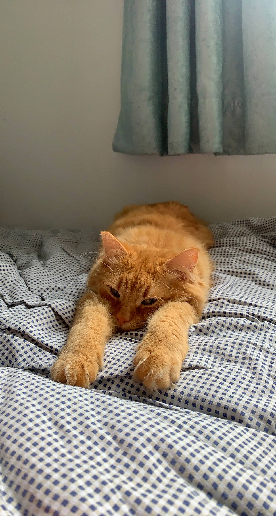 Roméo a rejoint le concours — aidez-le/la à gagner de superbes lots ! bedding, carnivore, cat, claw, comfort, curtain, domestic_short_haired_cat, fawn, felidae, flooring, linens, liver, paw, small_to_medium_sized_cats, snout, tail, terrestrial_animal, textile, whiskers, wood