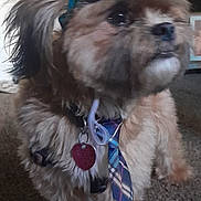 Toby joined the competition — help win amazing prizes! dog, pet, indoor, carpet, hat, tie, fluffy, brown, small_dog, collar, tag, cute, animal, portrait, standing, fur, accessory, domestic_animal, companion, looking_away