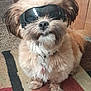 Toby is registered to the contest to win money with this photo: dog, sunglasses, pet, fluffy, indoor, carpet, collar, cute, animal, small_dog, fur, portrait, accessory, home, mammal, sitting, adorable, funny, wearing, domestic_dog