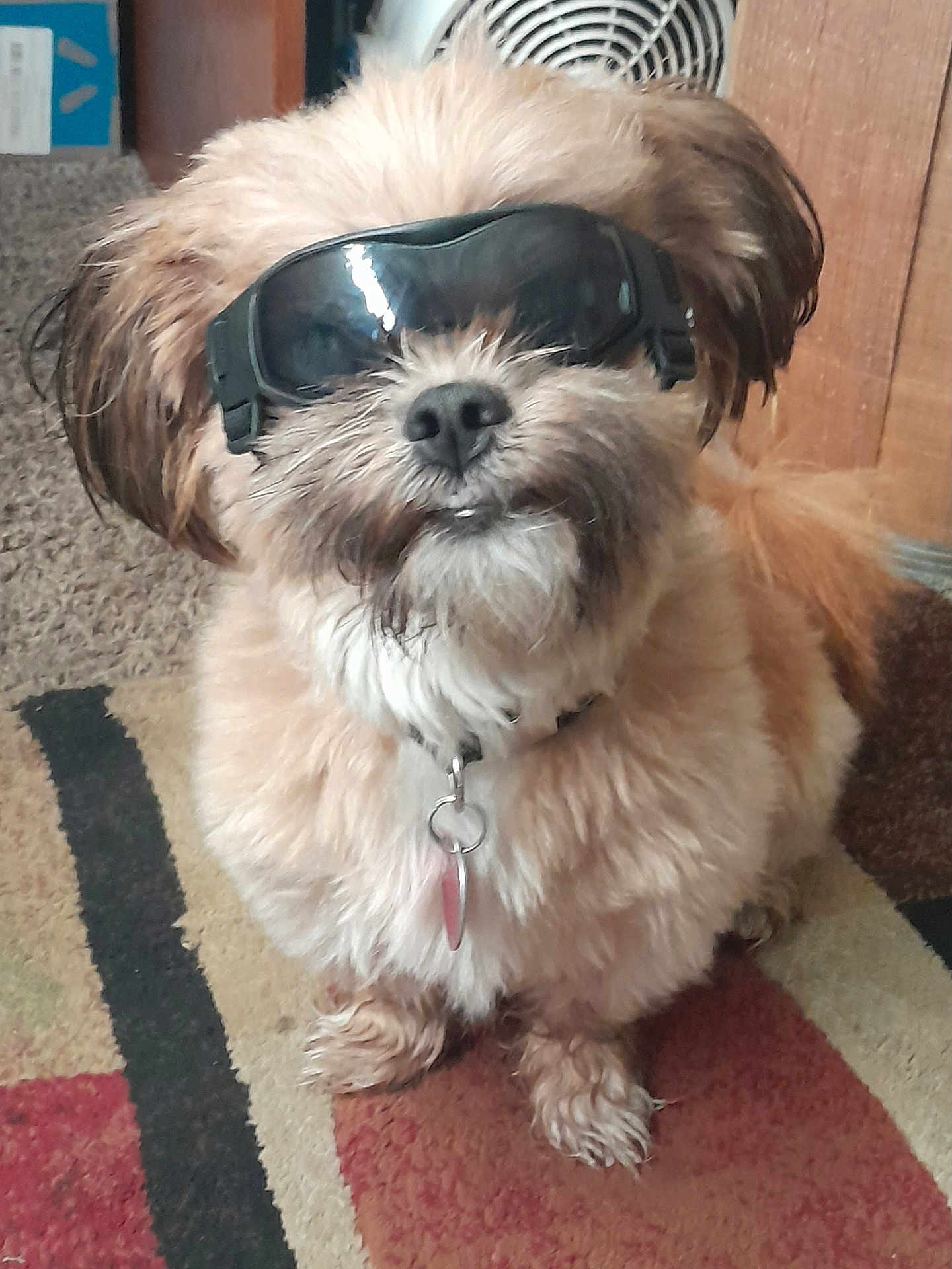Toby is registered to the contest to win money with this photo: dog, sunglasses, pet, fluffy, indoor, carpet, collar, cute, animal, small_dog, fur, portrait, accessory, home, mammal, sitting, adorable, funny, wearing, domestic_dog