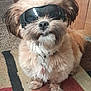 Toby is registered to the contest to win money with this photo: dog, sunglasses, pet, fluffy, indoor, carpet, collar, fur, cute, small_dog, accessory, sitting, brown, black, white, home, floor, adorable, portrait, animal