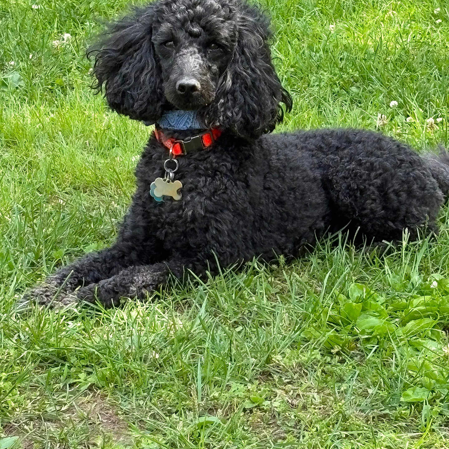 Shadow