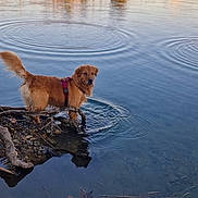Luna participe au concours pour gagner de l'argent avec cette photo : golden_retriever, dog, lake, water, reflection, ripples, harness, shore, roots, grass, sunset, trees, nature, outdoors, pet, wet_fur, standing, calm, reflection_of_dog, peaceful