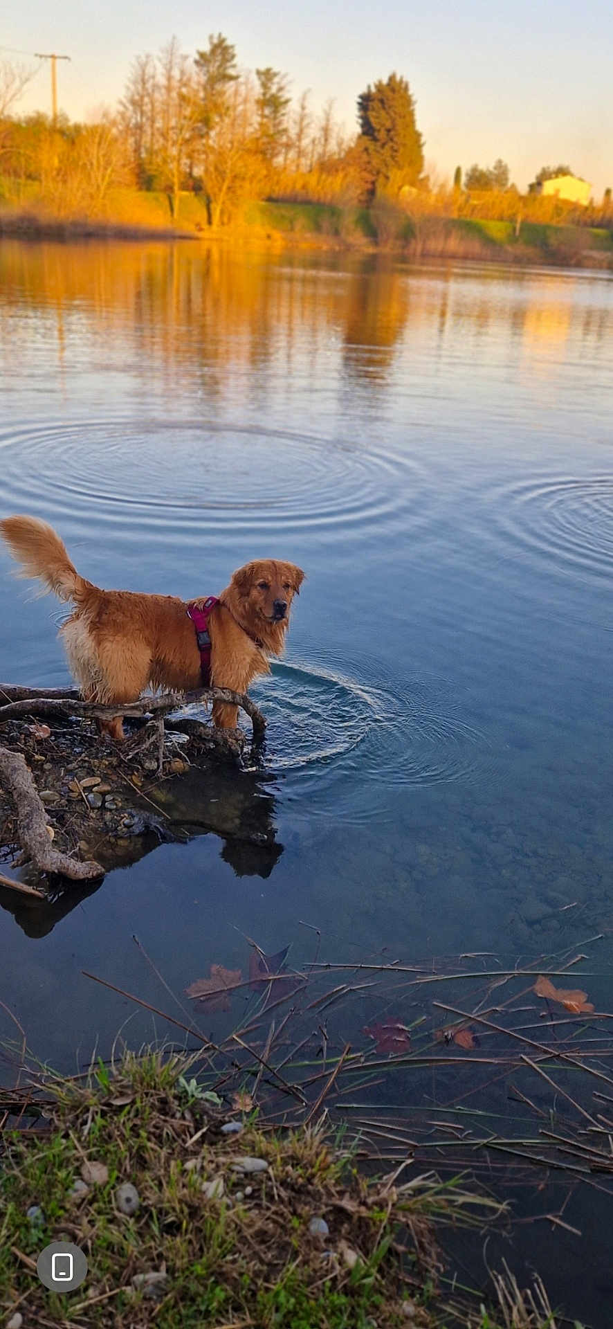Luna participe au concours pour gagner de l'argent avec cette photo : golden_retriever, dog, lake, water, reflection, ripples, harness, shore, roots, grass, sunset, trees, nature, outdoors, pet, wet_fur, standing, calm, reflection_of_dog, peaceful
