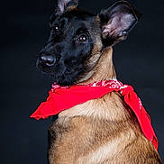 Aïko a rejoint le concours — aidez-le/la à gagner de superbes lots ! dog, portrait, bandana, red, black, brown, pet, animal, ears, fur, closeup, studio, cute, looking_back, mammal, canine, domestic_animal, young, alert, friendly