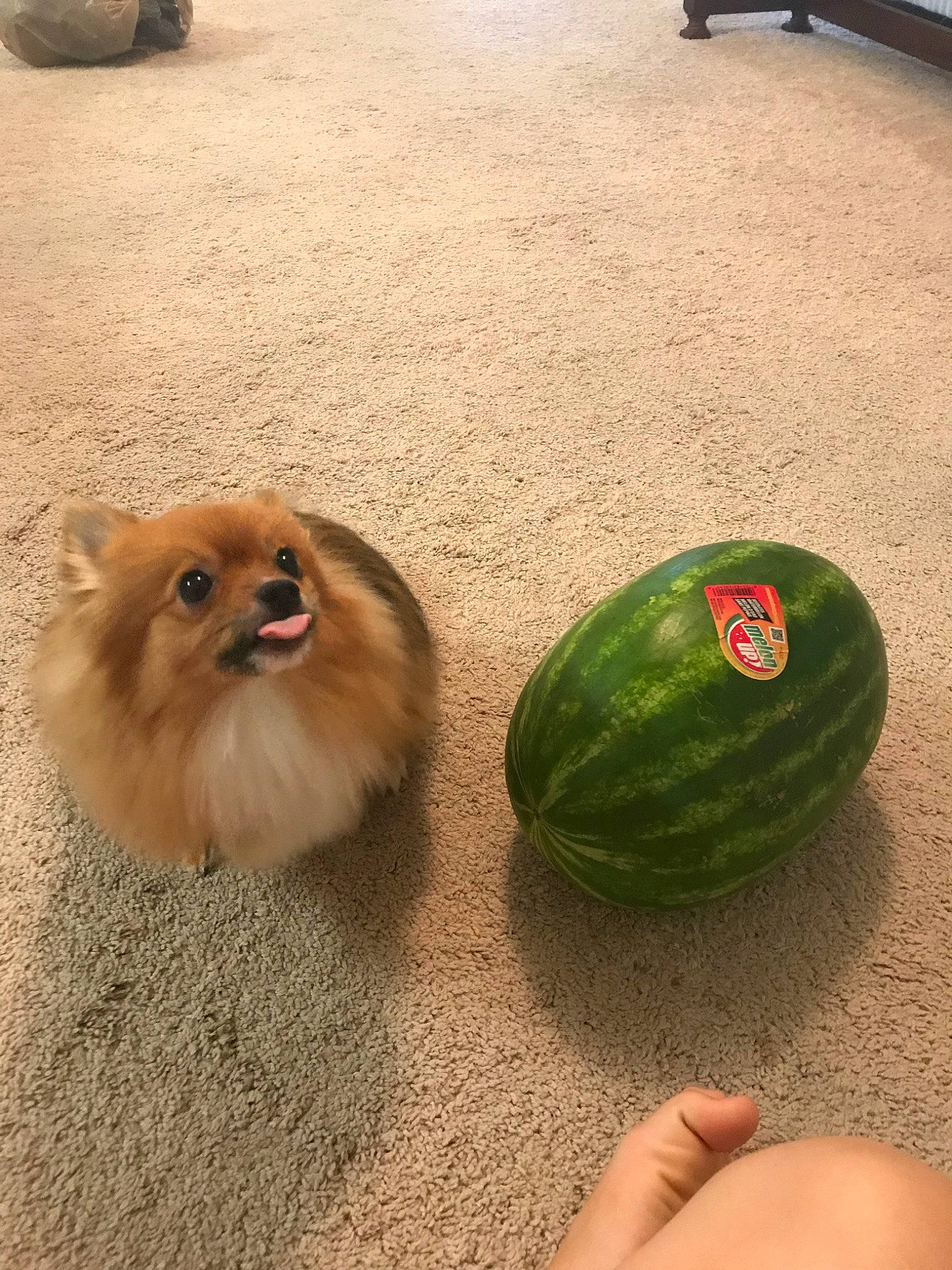 Marshmallow joined the competition — help win amazing prizes! _and_melon_family, _gourd, canidae, carnivore, citrullus, companion_dog, cucumber, dog, floor, food, fruit, german_spitz, german_spitz_klein, green, melon, non_sporting_group, plant, pomeranian, spitz, toy_dog