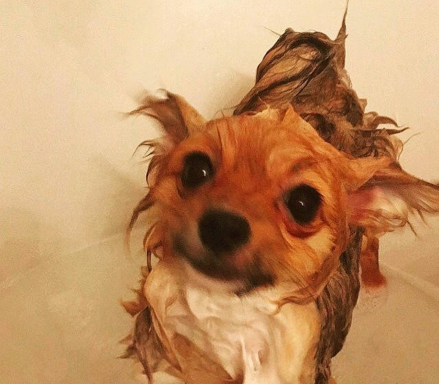 Marshmallow joined the competition — help win amazing prizes! canidae, carnivore, companion_dog, dog, dog_breed, fawn, fur, nose, puppy, snout, sporting_group, toy_dog, whiskers