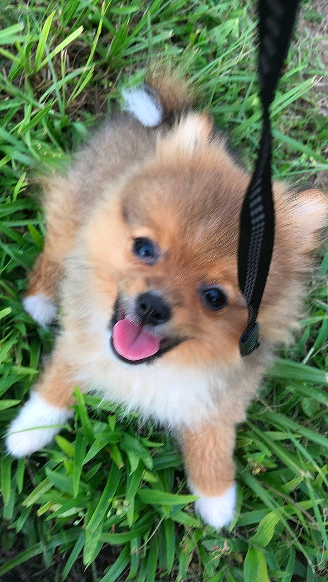 Marshmallow joined the competition — help win amazing prizes! ancient_dog_breeds, canidae, carnivore, companion_dog, dog, dog_breed, fawn, german_spitz_klein, grass, mammal, pomeranian, puppy, puppy_love, rare_breed_dog, snout, sporting_group, tibetan_spaniel, toy_dog, vertebrate