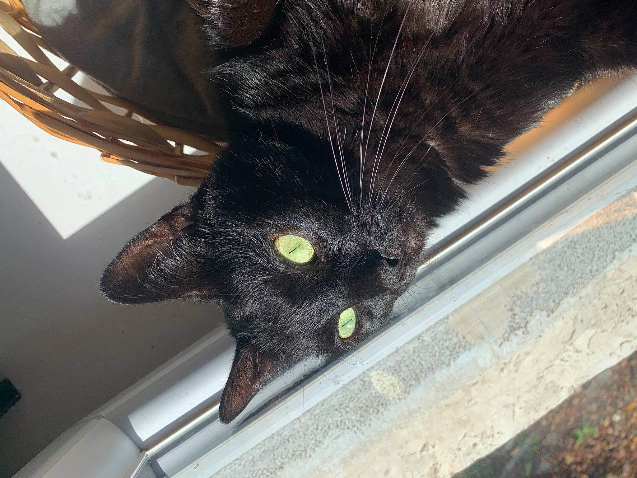 Nina participe au concours pour gagner de l'argent avec cette photo : black_cat, bombay, carnivore, cat, claw, domestic_short_haired_cat, eye, felidae, fur, metal, small_to_medium_sized_cats, snout, tail, whiskers