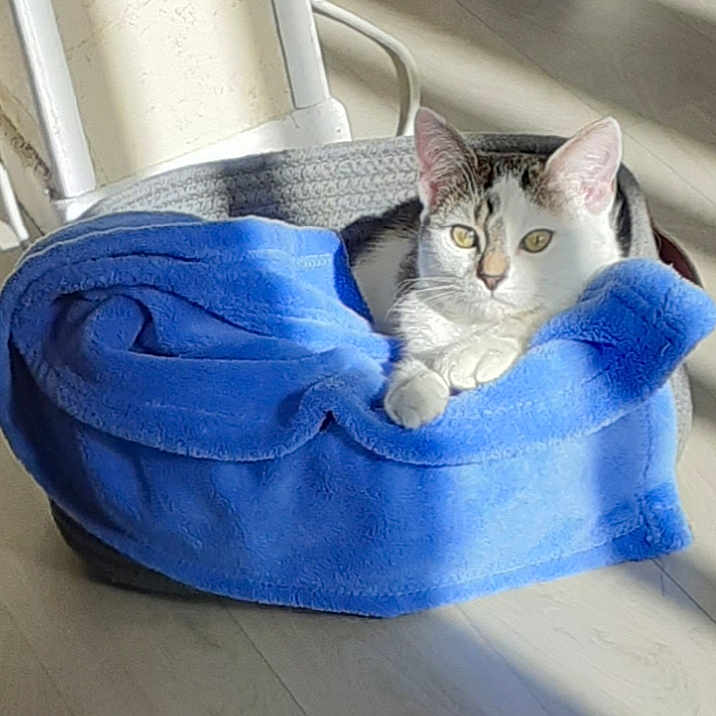 Praline participe au concours pour gagner de l'argent avec cette photo : abyssinian, animal, art, blanket, canine, cat, dog, dogbed, egyptiancat, kitten, manx, person, pet, porcelain, pottery, sleeping